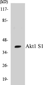 Akt1S1 Cell Based ELISA Kit (A102990-96)