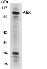 AhR Cell Based ELISA Kit (A103310-96)