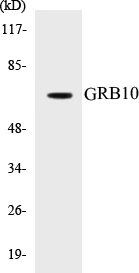 GRB10 Cell Based ELISA Kit (A103681-96)