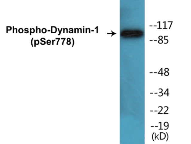 Dynamin-1 (phospho Ser778) Cell Based ELISA Kit (A102565-296)