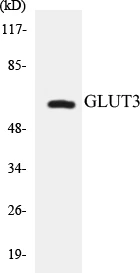 GLUT3 Cell Based ELISA Kit (A103680-96)