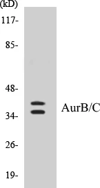 AurB + C Cell Based ELISA Kit (A102951-96)