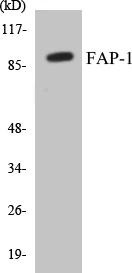 FAP-1 Cell Based ELISA Kit (A103059-96)