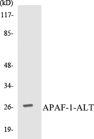 APAF-1-ALT Cell Based ELISA Kit (A103625-96)