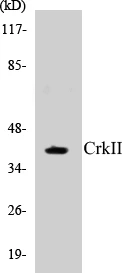 CrkII Cell Based ELISA Kit (A103083-96)