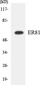 ER81 Cell Based ELISA Kit (A103542-96)