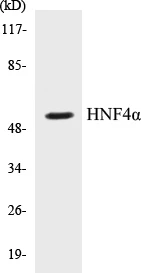 HNF4 alpha Cell Based ELISA Kit (A102890-96)