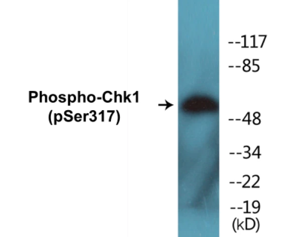 Chk1 (phospho Ser317) Cell Based ELISA Kit (A102327-296)