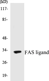 FAS ligand Cell Based ELISA Kit (A103379-96)