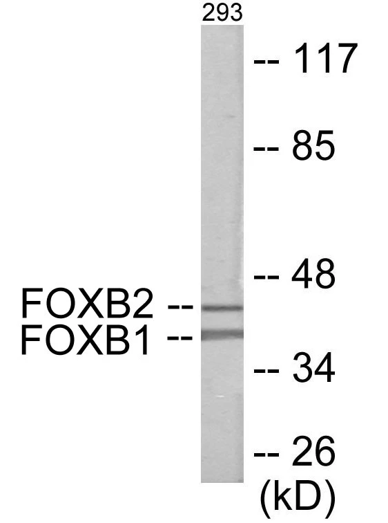 FOXB1 + 2 Cell Based ELISA Kit (A103388-96)