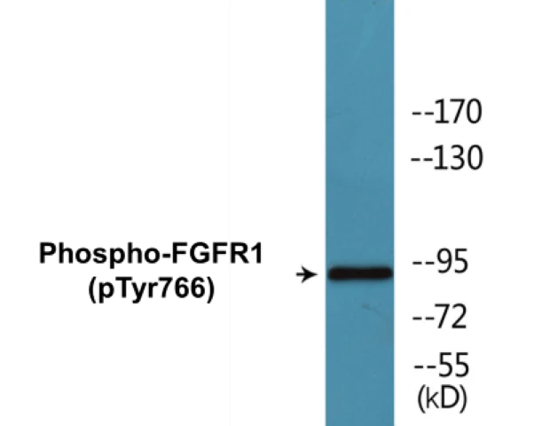 FGFR1 (phospho Tyr766) Cell Based ELISA Kit (A102152-296)