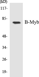 B-Myb Cell Based ELISA Kit (A103036-96)