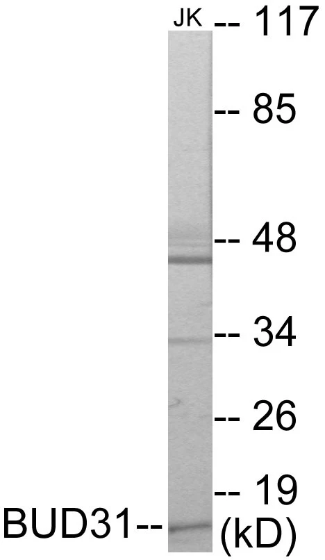 BUD31 Cell Based ELISA Kit (A103146-96)