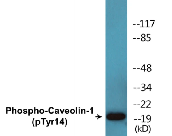 Caveolin 1 (phospho Tyr14) Cell Based ELISA Kit (A103767-296)