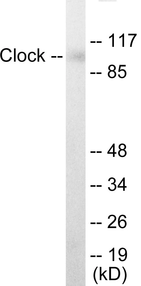 Clock Cell Based ELISA Kit (A103130-96)