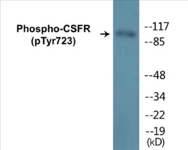 CSFR (phospho Tyr723) Cell Based ELISA Kit (A102248-296)