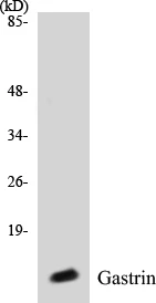 Gastrin Cell Based ELISA Kit (A102974-96)