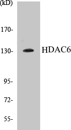 HDAC6 Cell Based ELISA Kit (A103423-96)