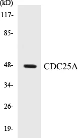 CDC25A Cell Based ELISA Kit (A102983-96)