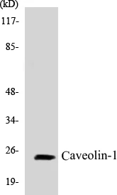 Caveolin-1 Cell Based ELISA Kit (A102878-96)