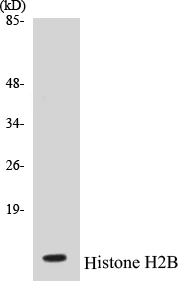 Histone H2B Cell Based ELISA Kit (A103372-96)