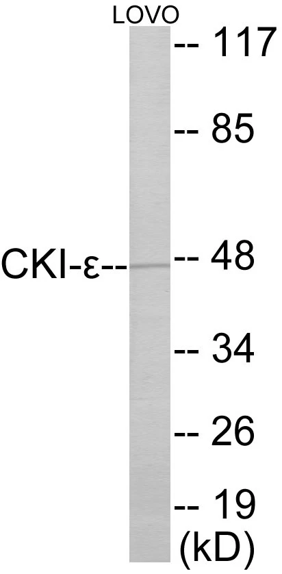 CKI epsilon Cell Based ELISA Kit (A103374-96)