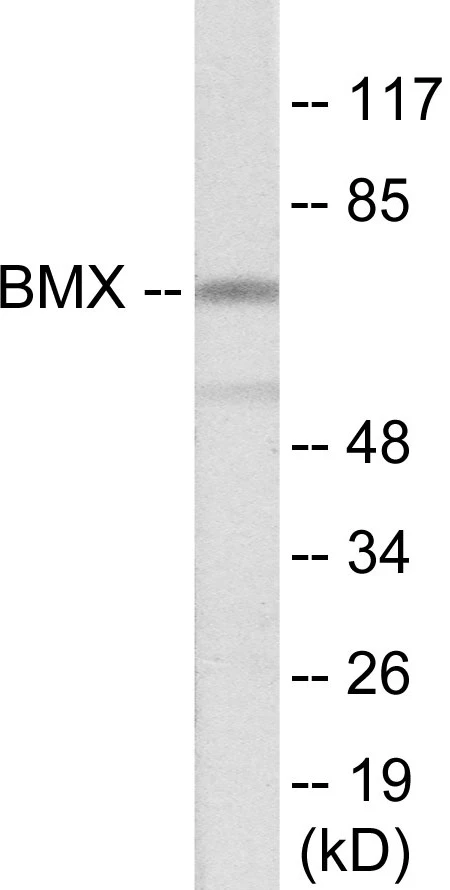 BMX Cell Based ELISA Kit (A103574-96)