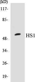 HS1 Cell Based ELISA Kit (A103745-96)