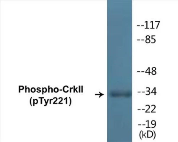 CrkII (phospho Tyr221) Cell Based ELISA Kit (A102166-296)