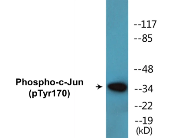 c-Jun (phospho Tyr170) Cell Based ELISA Kit (A102207-296)