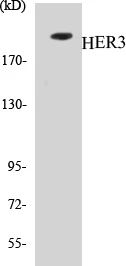 HER3 Cell Based ELISA Kit (A103238-96)