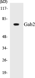 Gab2 Cell Based ELISA Kit (A103234-96)