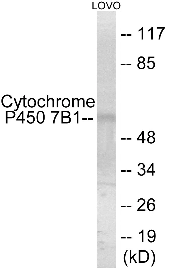 Cytochrome P45 07B1 Cell Based ELISA Kit (A103605-96)