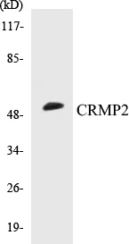 CRMP2 Cell Based ELISA Kit (A103084-96)