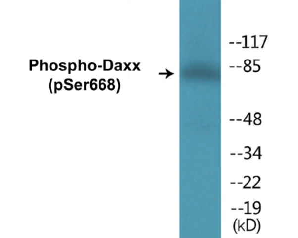 Daxx (phospho Ser668) Cell Based ELISA Kit (A102729-296)