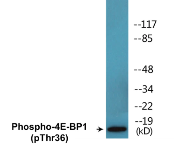 4E-BP1 (phospho Thr36) Cell Based ELISA Kit (A102192-296)