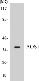 AOS1 Cell Based ELISA Kit (A103215-96)