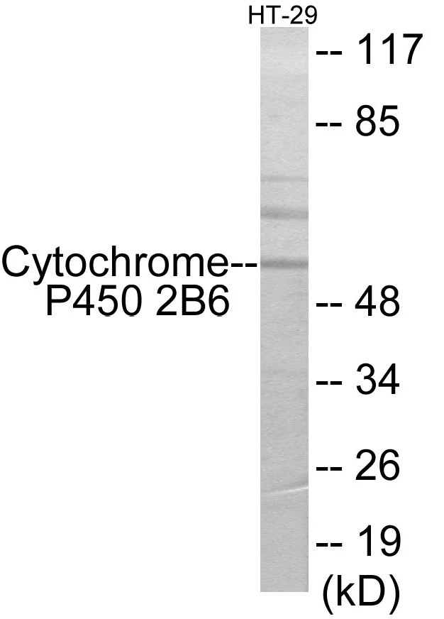 Cytochrome P45 02B6 Cell Based ELISA Kit (A103601-96)