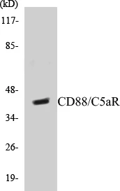 CD88 Cell Based ELISA Kit (A103719-96)