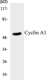 Cyclin A1 Cell Based ELISA Kit (A102929-96)