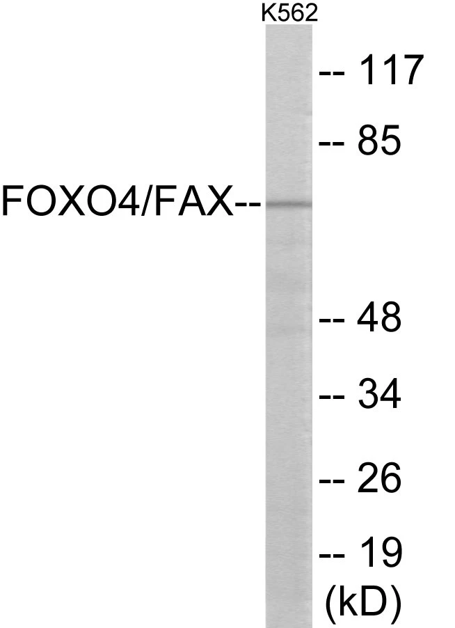 AFX Cell Based ELISA Kit (A103578-96)