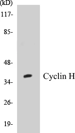 Cyclin H Cell Based ELISA Kit (A102955-96)