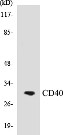 CD40 Cell Based ELISA Kit (A103506-96)