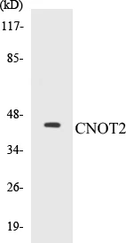 CNOT2 Cell Based ELISA Kit (A103082-96)