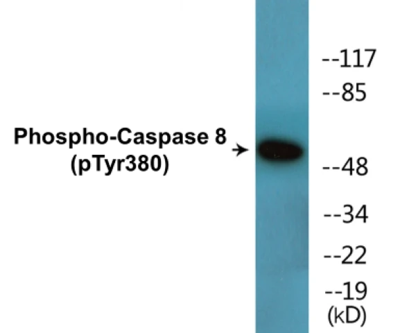 Caspase 8 (phospho Tyr380) Cell Based ELISA Kit (A102780-296)