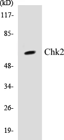 Chk2 Cell Based ELISA Kit (A103227-96)