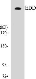 EDD Cell Based ELISA Kit (A103565-96)