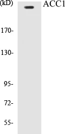ACC1 Cell Based ELISA Kit (A103183-96)