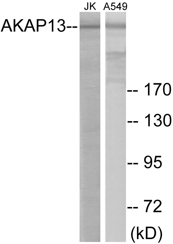 AKAP13 Cell Based ELISA Kit (A103656-96)