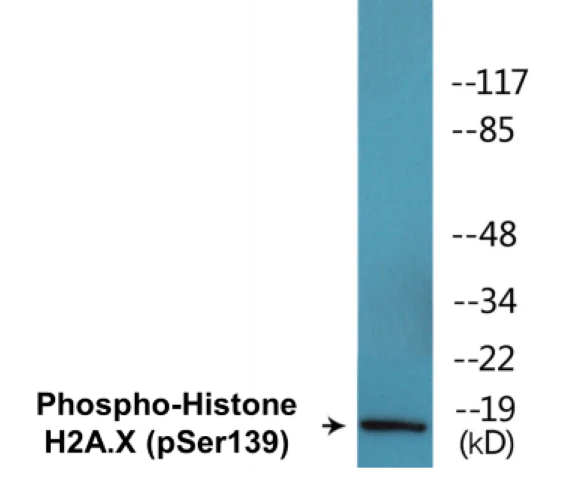 Histone H2A.X (phospho Ser139) Cell Based ELISA Kit (A102463-296)